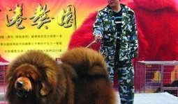 藏獒先生爆料视频大全最新